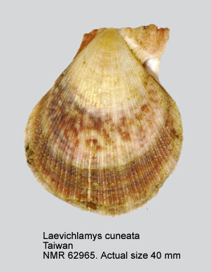 Laevichlamys cuneata.jpg - Laevichlamys cuneata(Reeve,1853)
